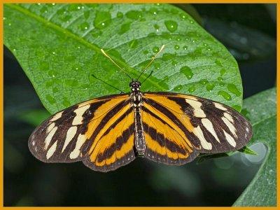 Tiger Longwing