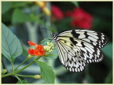 Paper Kite Butterfly - (Idea leuconoe) 