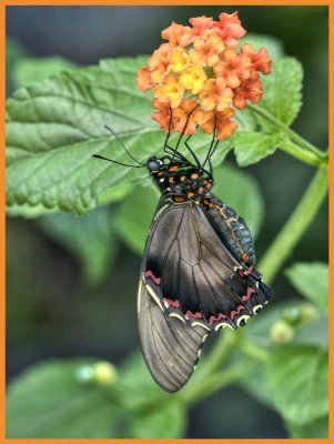 Swallowtail on lantana
