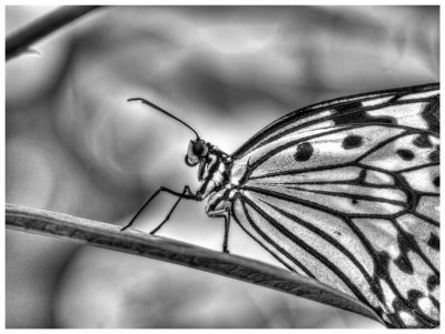 Paper Kite Butterfly - (Infrared pp) 