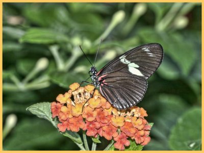 Postman on lantana