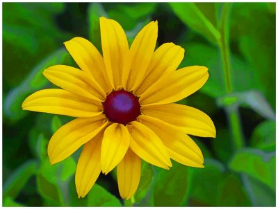 Black-eyed Susan (painting)