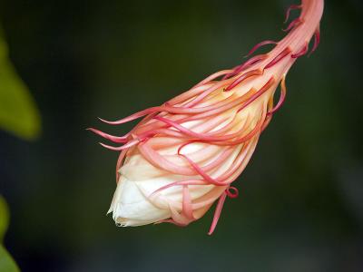 Moe's Night Blooming Cereus Cactus