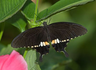 Male Papilio polytes (Common Mormon)
