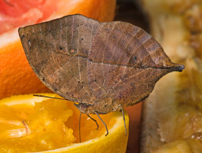 Indian Leaf Butterfly loves orange juice