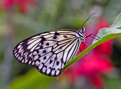 Paper Kite Butterfly (Idea leuconoe)