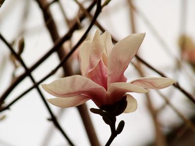 Magnolia042006.jpg