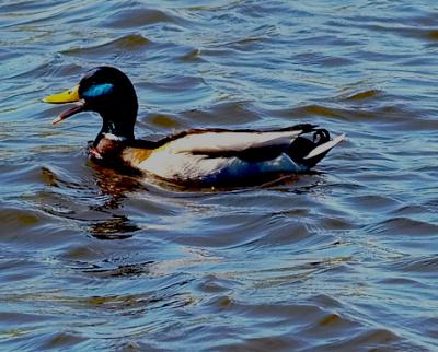P4200716duck1.jpg