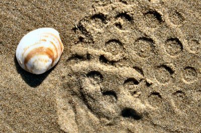 footprints  seashell.jpg