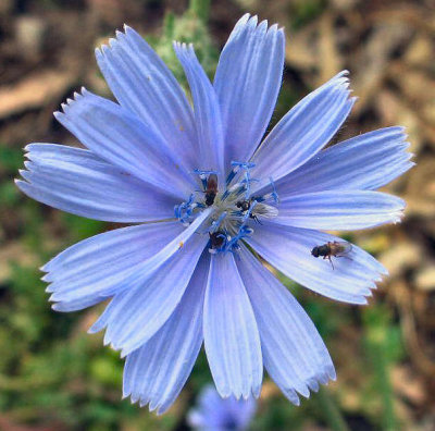 celebrating over a tiny light blue flower.JPG