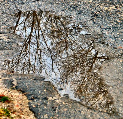 A new life of a tree (reflected  in a puddle). .JPG
