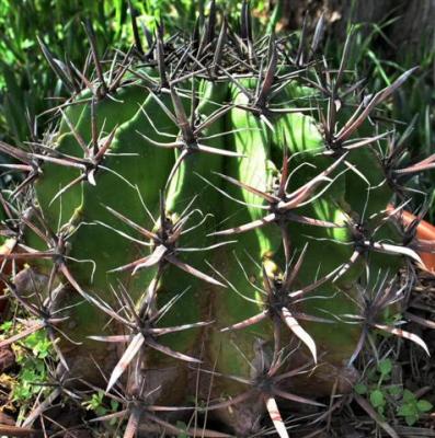 Gymnocalycium Maisonerii.JPG