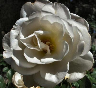 White Rose.JPG