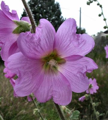 Bristly hollyhock.JPG