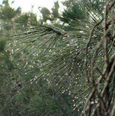Pine Tree Needles On A  Rainy Day.JPG