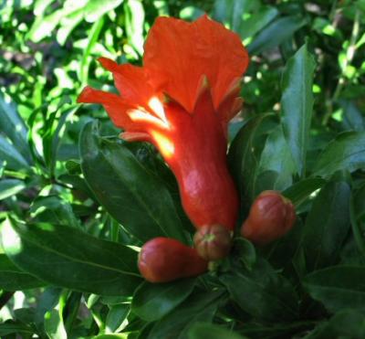 Flower Of Pomegranate.JPG