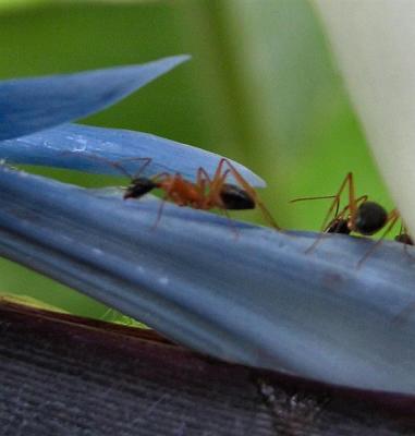 Ants On Strelitzia Reginae Plant.JPG