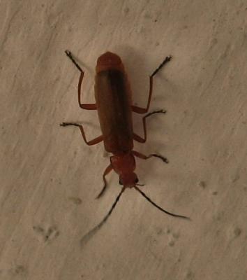 A Cockroach.JPG