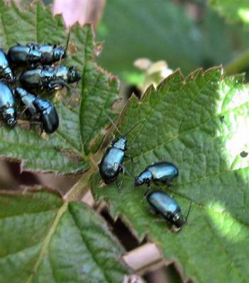 Beetles Family.JPG
