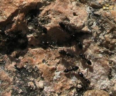 Ants Near The Store.JPG