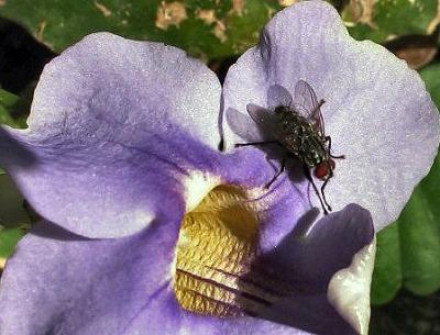 A Fly On A Flower.JPG