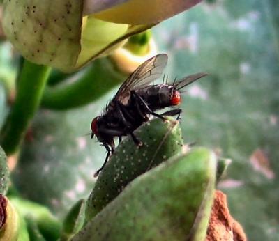 A Fly Looking For Food.JPG