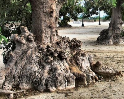 A  live trunk like a sculpture.JPG