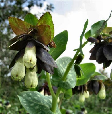 Cerinthe Palaestina - Donagit Artsisralit (Hebrew).jpg