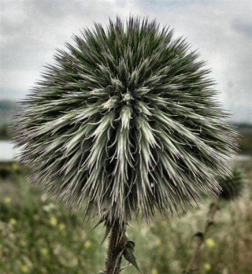 Echinops Adenocaulos - Kipodan Matsui (Hebrew).jpg