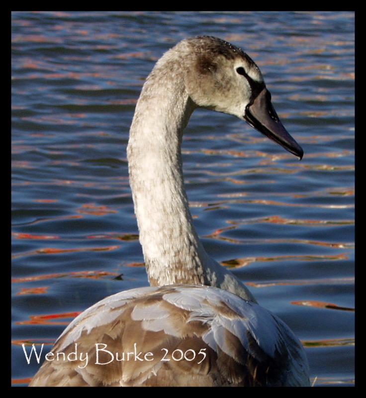 The Swan Family