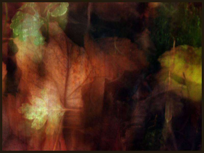Autumn Dream