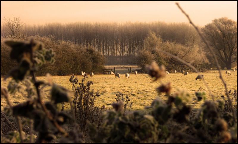 Frozen field