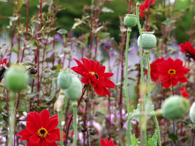 Poppys and Red