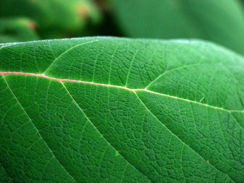 Green leaves