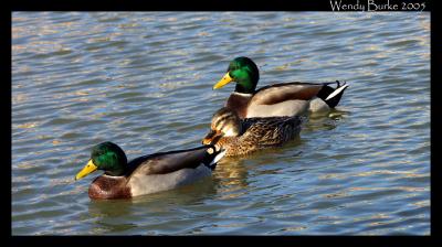 The Mallard Family