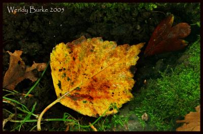 Leaf in the mud