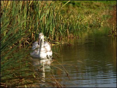 Swan In the reeds