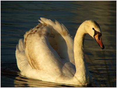 Late Light swan