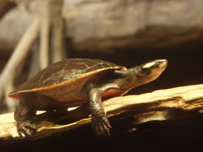 Turtle in Baltimore Aquarium