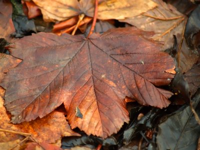woods floor leaf