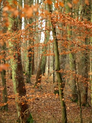 woods leafs trees