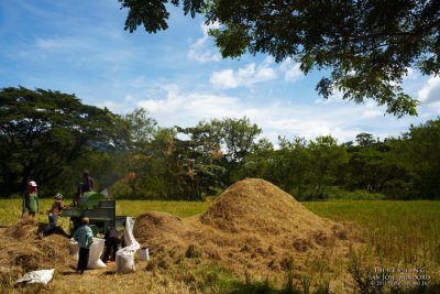 Threshing _MG_5068Argb.jpg