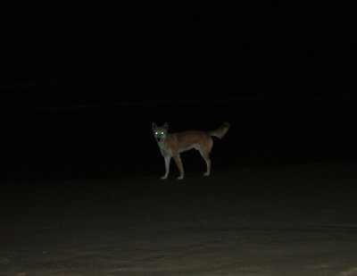 dingo_eyes.jpg