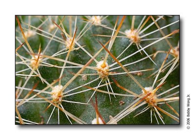 Prickly Encounters