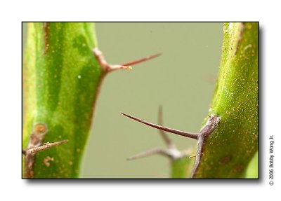 Prickly Encounters