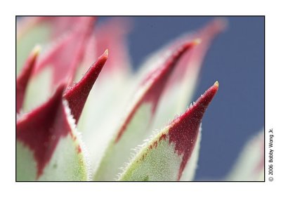 Prickly Encounters