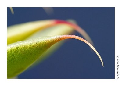 Prickly Encounters