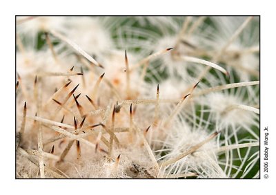 Prickly Encounters