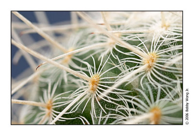 Prickly Encounters