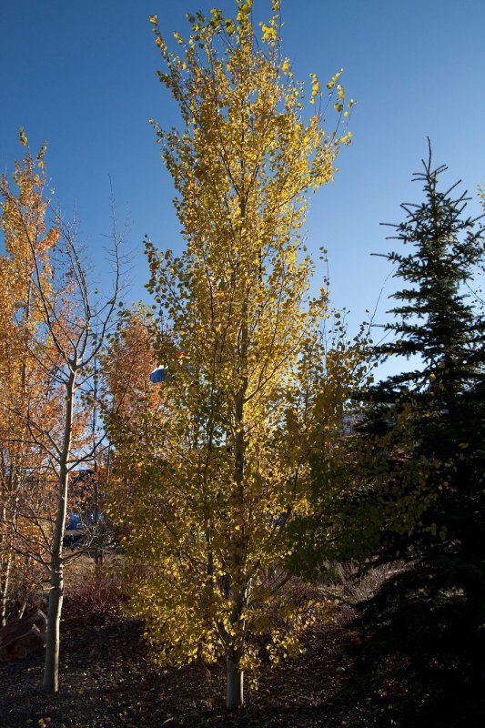 IMG_6739.jpg